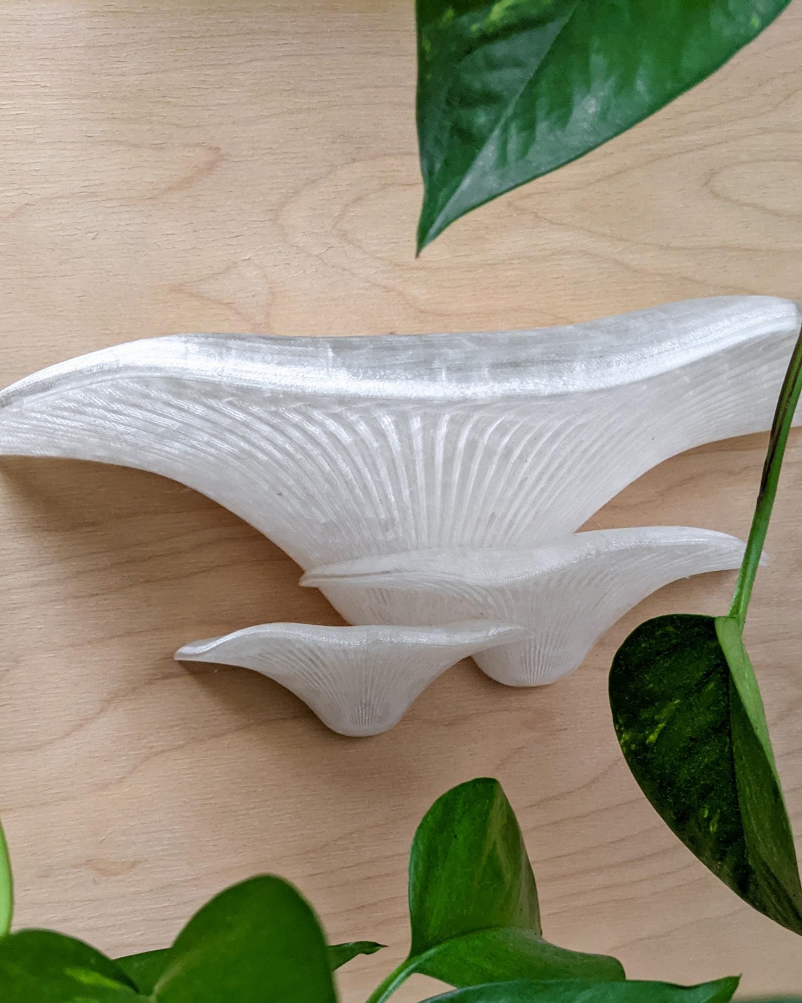 Sienos dekoracija Grybas Crystal 2 Skaidrios_spalvos_grybas_ant_sienos_kerpe_ant_sienos_dekoratyvinis_grybas_gamtos_filosofija