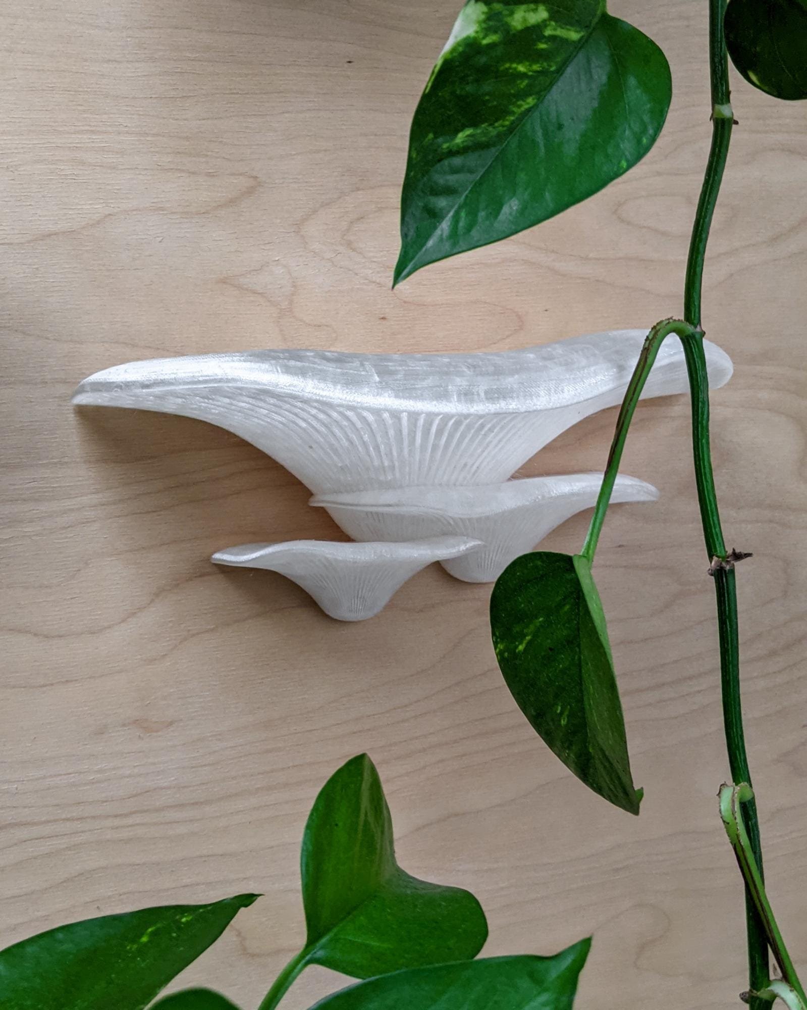 Sienos dekoracija Grybas Crystal 1 Skaidrios_spalvos_grybas_ant_sienos_kerpe_ant_sienos_dekoratyvinis_grybas_gamtos_filosofija